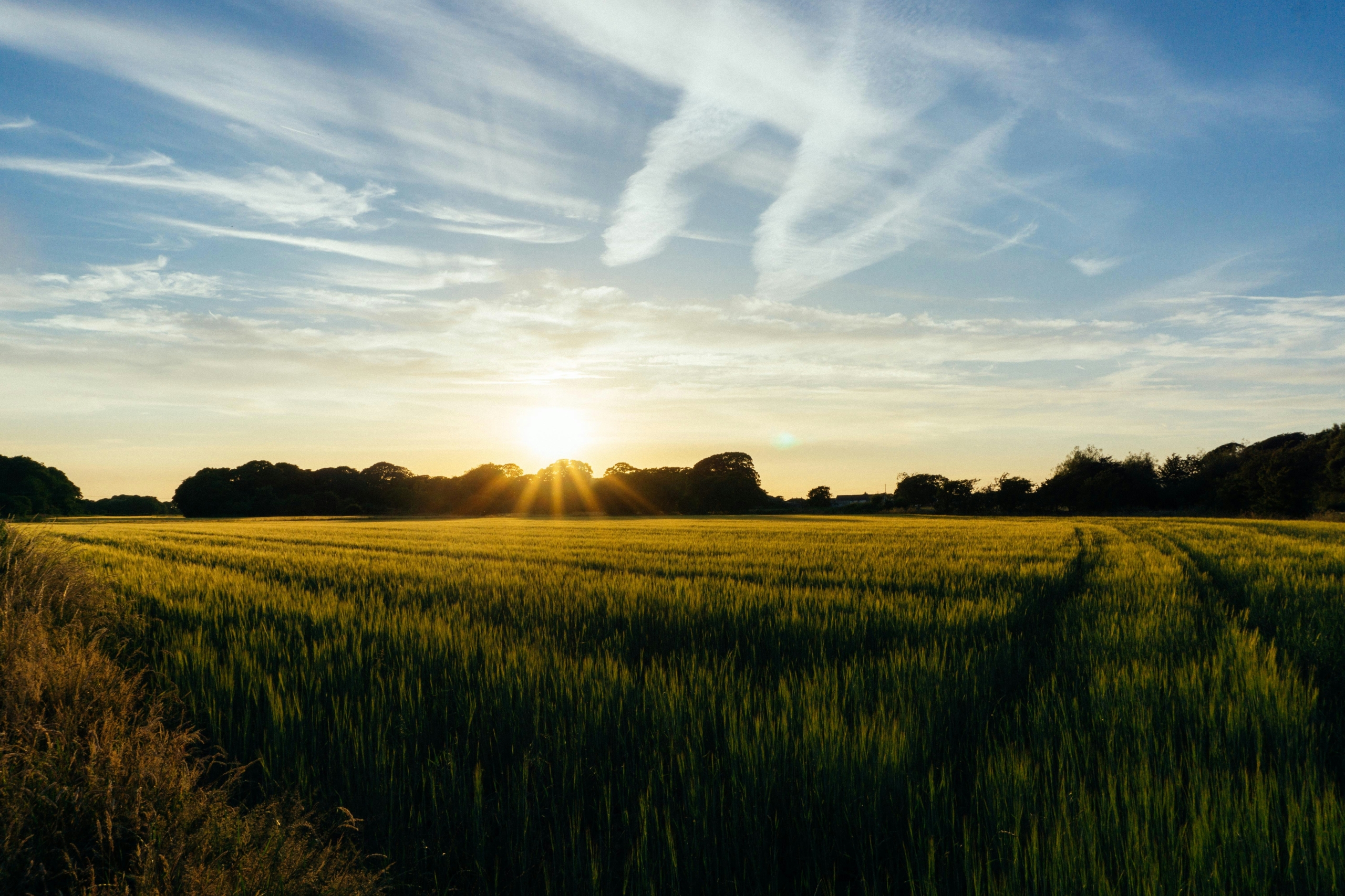 Field with trees featuring a sunset